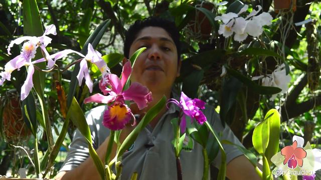 ✨ ¡Cómo florecer tús Cattleyas! - Trucos infalibles para que tus orquídeas florezcan rápido