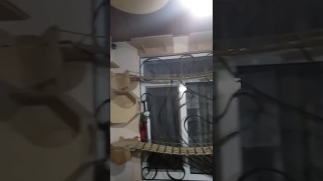 Игровой комплекс - домик для 30 кошек. Проект Котоход - оригинальные комплексы для кошек.