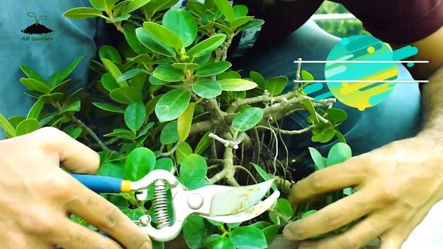 Bonsai Tree For Beginners | Ficus Microcarpa | Chinese Banyan | Step By Step  Season : 1
