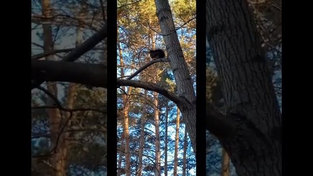 Пытаюсь покормить бельчонка Малую а она отказывается брать орешки!