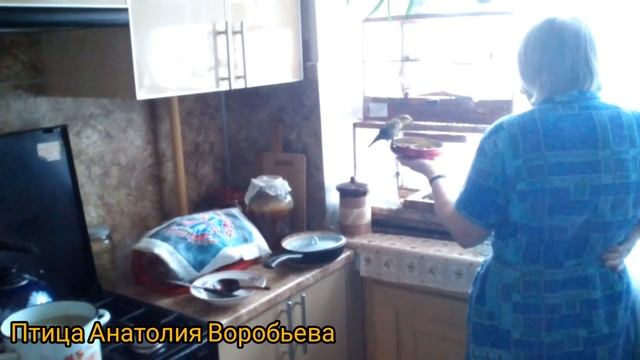 Ручной клест (Loxia pytyopsittacus) смотреть онлайн