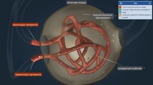 Мочевыделительная система | Анатомия человека | Биология