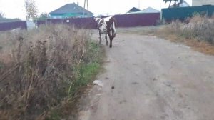 #КОРОВА НЕ ПРИХОДИТ В ОХОТУ#ИЛИ ТИХАЯ ОХОТА#