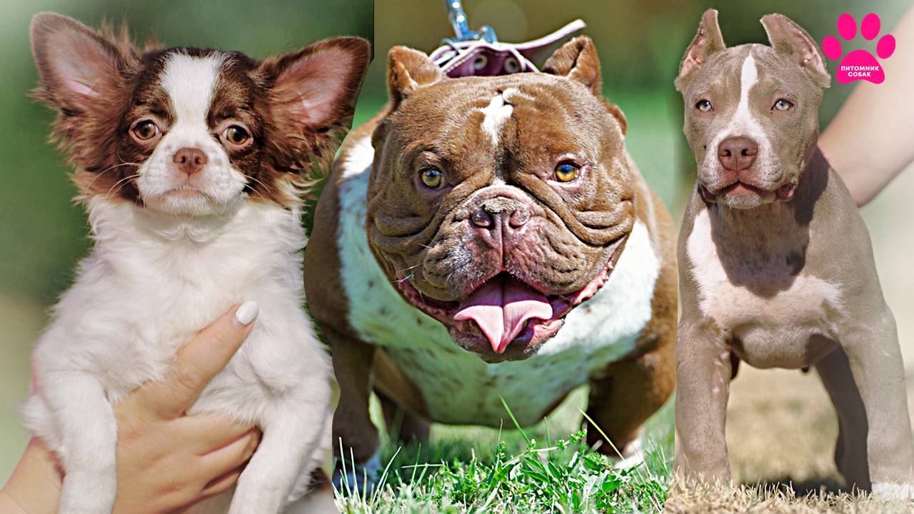 Такие разные! Чихуахуа, Булли Экзотик и Булли XL! Кто вам больше по вкусу? Все они ждут хозяев! смотреть онлайн