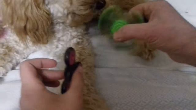 Смешное видео собака крутит спинер. Ну или бабушка заставляет крутить спинер советую посмотреть смотреть онлайн