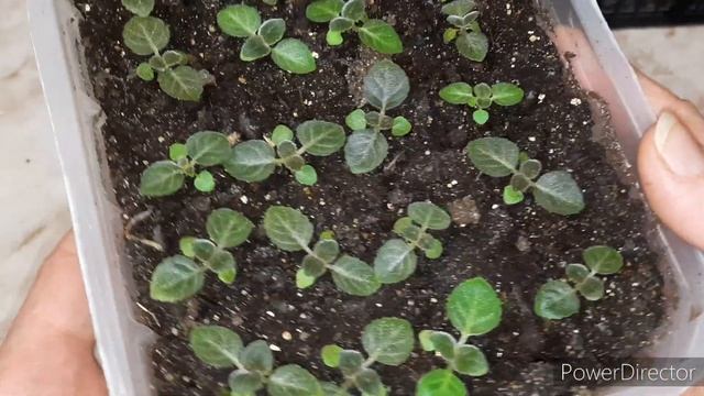 ГЛОКСИНИИ.От чего зависит размер сеянцев? смотреть онлайн