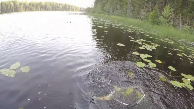 Озеро Чёрное. Рыбалка на спиннинг на щуку. Знойная поездка на Неленьгу в июле 2021. Часть 3. смотреть онлайн
