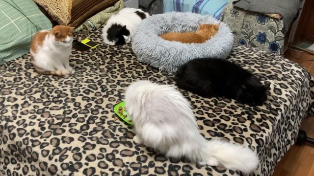 Кузя ужинает Котики спят Лёсик не хочет доедать