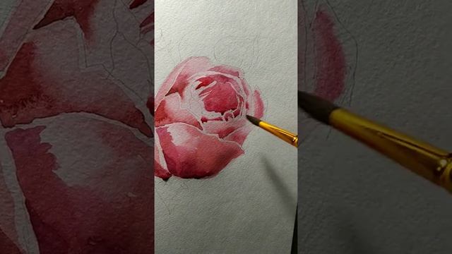 Рисунок розы . Акварель . смотреть онлайн