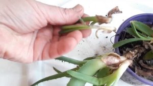 у алоэ подгнил стебель