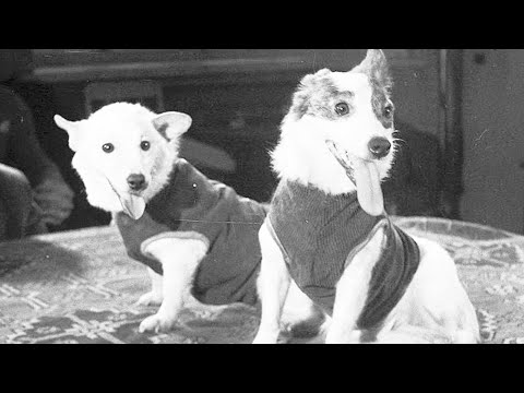 Белка и Стрелка - собаки космонавты. Интересное про животных смотреть онлайн