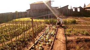 Как сделать разборную шпалеру для огурцов