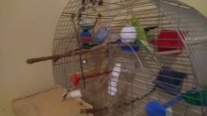 Куда надо ставить клетку волнистых попугаев в комнате.