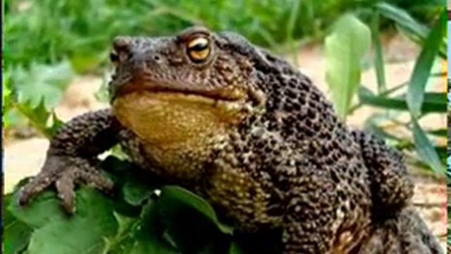 Биология 13. Дыхание растений и животных. Липа. Пчёлы — Академия занимательных наук смотреть онлайн