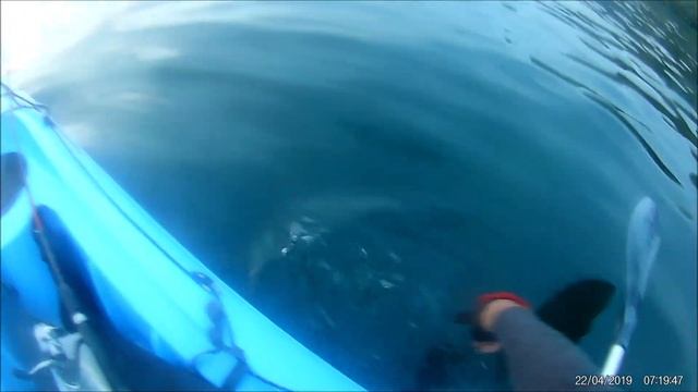 pêche en mer en kayak,du bord et chasse sous marine-bar,poulpe,araignées-bzh 2019- смотреть онлайн