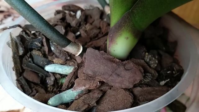 БУТОНЫ орхидеи БУДУТ ОБИЛЬНО ЦВЕСТИ! орхидея ЦВЕТЕТ так КРУГЛЫЙ ГОД! что ДЕЛАТЬ орхидеи чтобы ЦВЕЛА смотреть онлайн