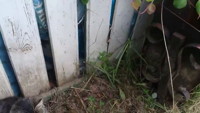 У нас на даче появился котёнок смотреть онлайн
