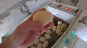 ИНКУБАЦИЯ индейки ХАЙБРИД КОНВЕРТЕР в инкубаторе БЛИЦ НОРМА | Мой первый опыт.