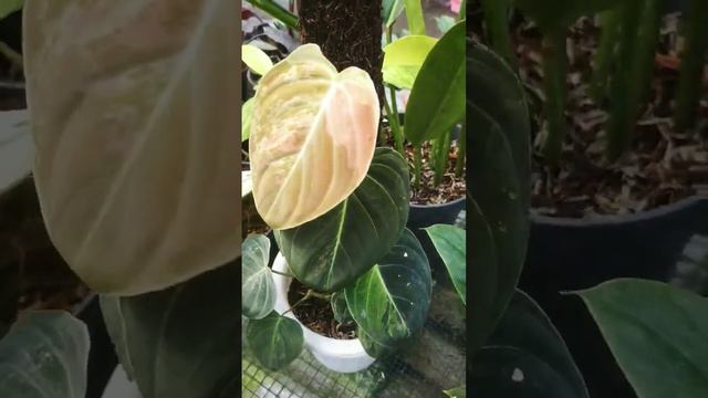 Philodendron Melanochrysum Variegated | Pangijon | Tropical Plants смотреть онлайн