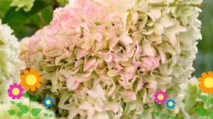 Гортензия метельчатая Литтл Фрайс. Краткий обзор, описание hydrangea paniculata Little Fraise