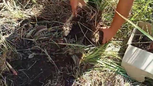 Копаем корни Девясила! смотреть онлайн