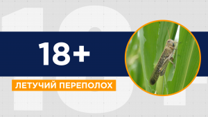 Откуда берётся саранча и как с ней эффективно бороться?