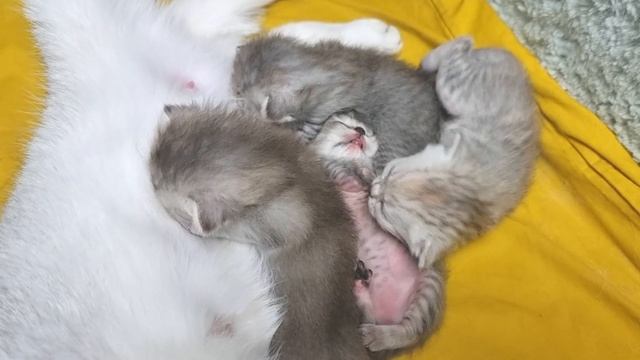 Почему котята любят спать и крутиться на спинке? Это так мило! смотреть онлайн