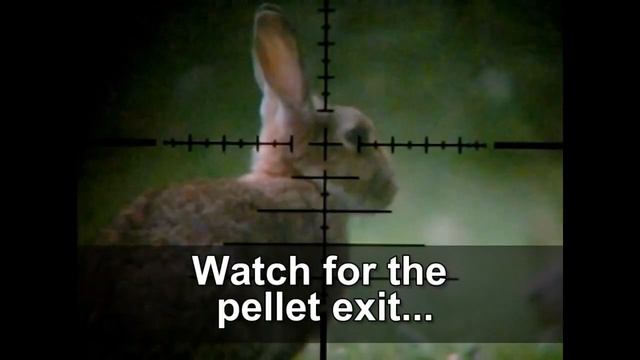 Slow Motion Airgun Rabbit Hunting смотреть онлайн