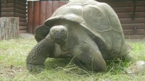 Слоновая черепаха