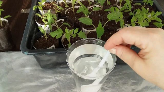 ЧЕМ и КАК лечить ХЛОРОЗ рассады томатов