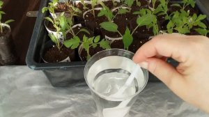 ЧЕМ и КАК лечить ХЛОРОЗ рассады томатов