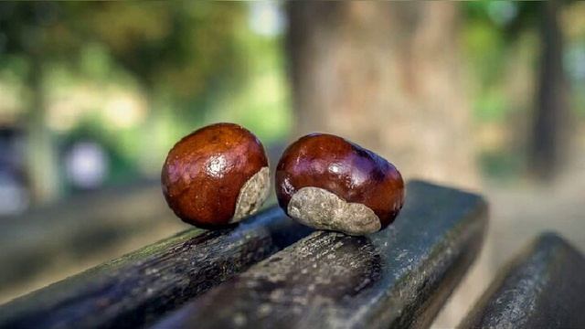 Слайдшоу с музыкой. Осенние листья. Щедрая природа смотреть онлайн