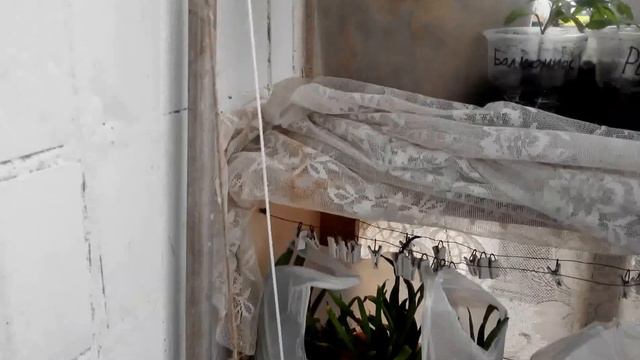 Выращивание огурцов на балконе смотреть онлайн
