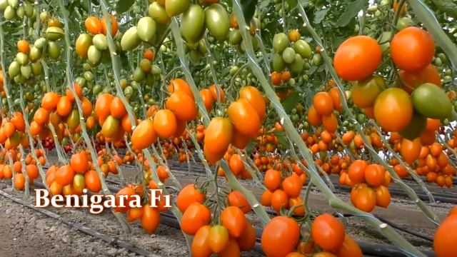 Ультраранние и ранние сорта и гибриды томатов для теплиц. Самые урожайные высокорослые томаты смотреть онлайн