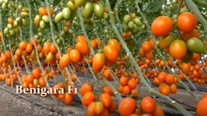 Ультраранние и ранние сорта и гибриды томатов для теплиц. Самые урожайные высокорослые томаты