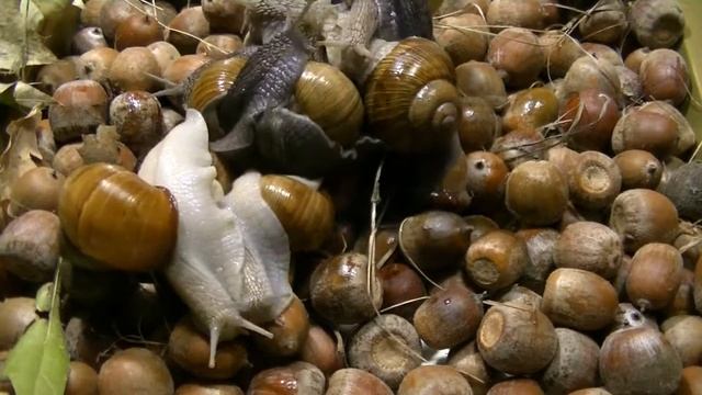 Camcorder JVC camera JVC GZ E305 testing Time laps. смотреть онлайн