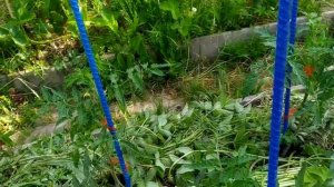 Проверяю удобрение серии OMEX на своих томатах. Первые подкормки 2022.