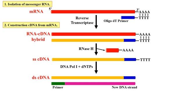 Construction of cDNA libraries (Animation) смотреть онлайн