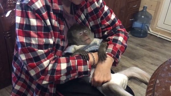 Маша_ меняем подгузник. (Домашние макаки)