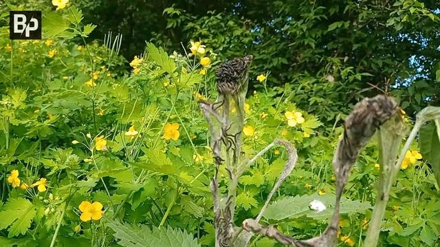 "Десант" из бабочки Крапивницы уничтожает растение (3 июня)?_ВечагоР2022. смотреть онлайн