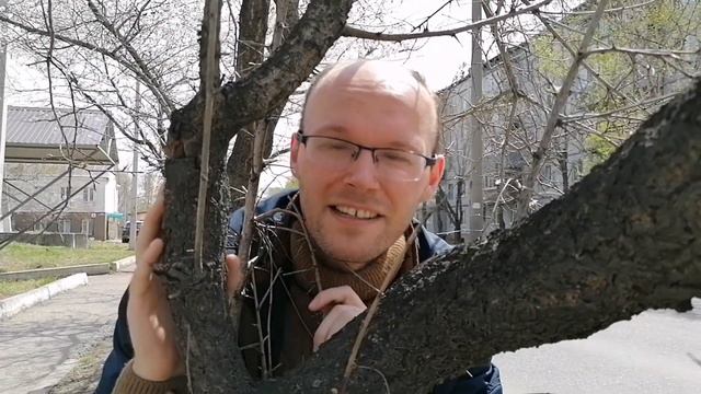 Абрикосовый Уссурийск смотреть онлайн