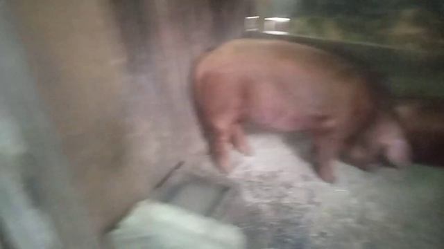 Как определить охоту у свиньи. смотреть онлайн