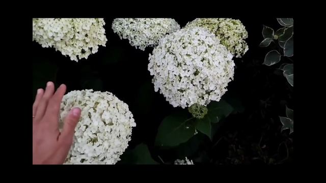 Обзор моих Гортензий. Сад в начале августа. Метельчатые и древовидные гортензии смотреть онлайн