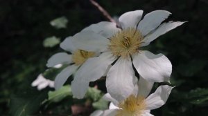 Изоляция маток, зачем, когда , в каких регионах?