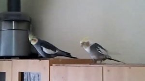попугаи поют и говорят