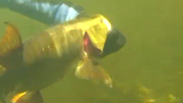 Подводная охота. Жерех. / Spearfishing. Asp