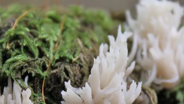 Gemeine Kamm-Koralle, Clavulina cristata смотреть онлайн