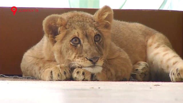 Зоопарк в цирке смотреть онлайн