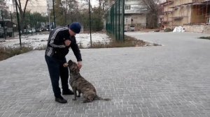 Дрессировка Ка Де Бо