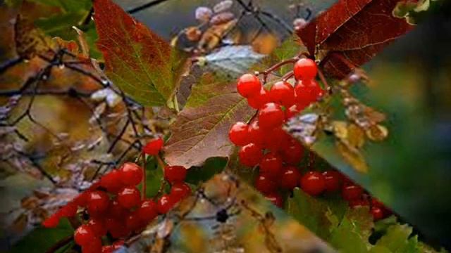ВАЛЕНТИНА КОЛОДЯЖНА #ВКолодяжна# РОМАНС "ГРУСТИЛА ОСЕНЬ" смотреть онлайн